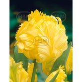 Hectarul - Bulbi de lalea Yoko Parrot, 5 bulbi